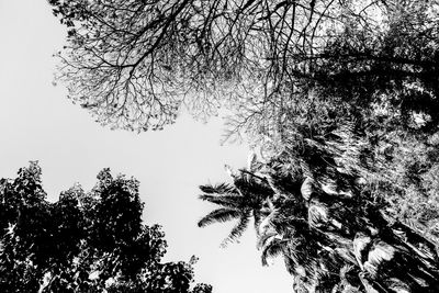 Low angle view of silhouette trees against clear sky