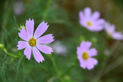 Close-up of purple flowering plant