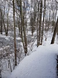 Bare trees in forest during winter