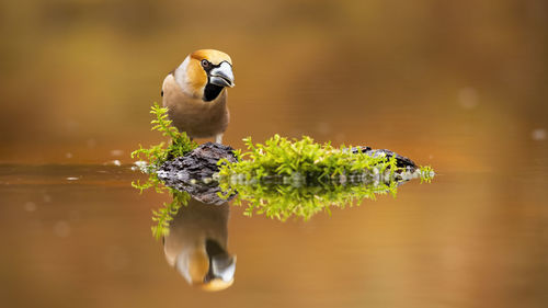 Close-up of bird perching on a lake