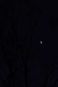 Low angle view of bare tree against sky at night