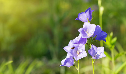 Close-up of purple flowering plant