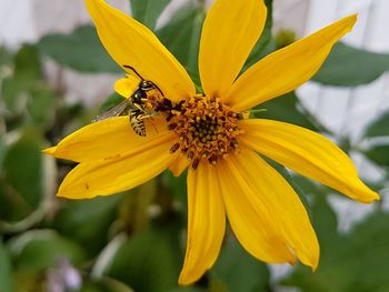 Close-up of insect on yellow flower