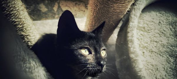animal