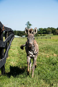 Close-up of zebra