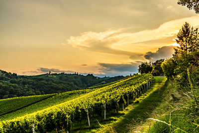 Scenic view of vineyard against sky during sunset