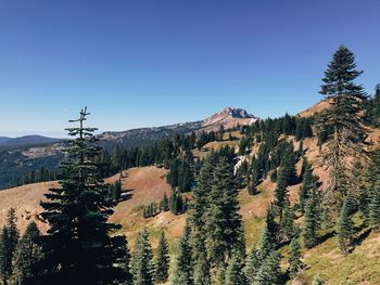 Scenic view of forest against clear blue sky