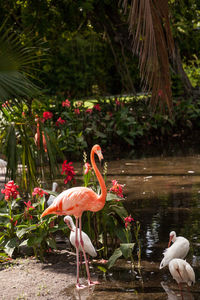 Caribbean flamingo phoenicopterus ruber in a tropical garden in southwestern florida.