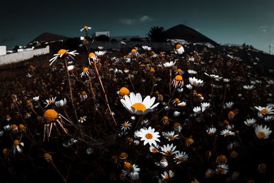 Close-up of flowering plants against sky