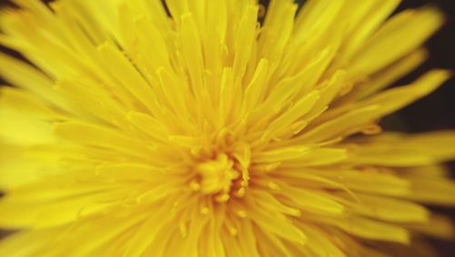 Macro shot of yellow flower