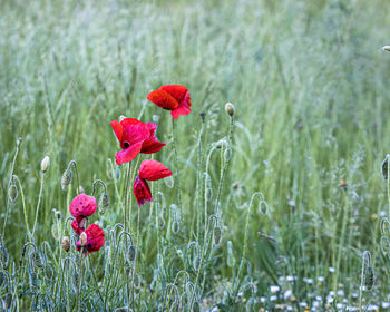 Close-up of red poppy flowers in field