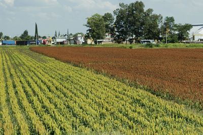 Scenic view of agricultural field against sky