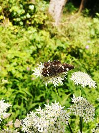 Bee pollinating on flower