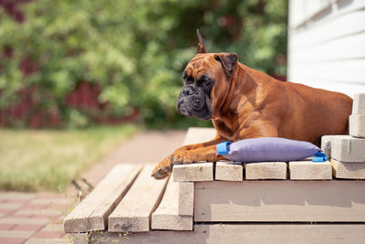 A german boxer dog lies on the porch of a country house on a summer day close-up