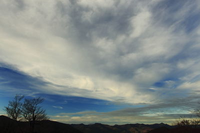 Low angle view of trees against sky