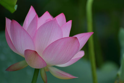 Close-up of pink water lily