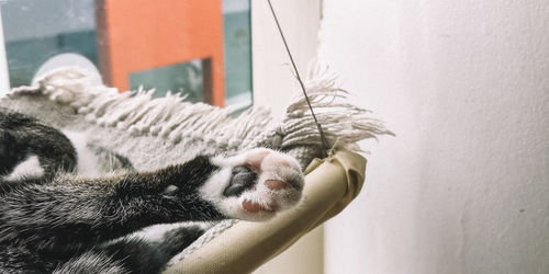 Close-up of a cat on wall