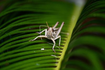 Close-up of butterfly on leaf
