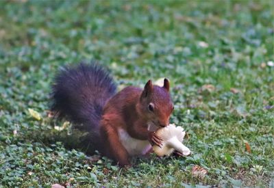 Squirrel on a field