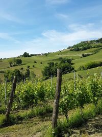 Scenic view of vineyard against sky