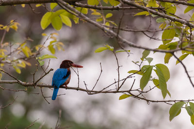 Bird perching on branch