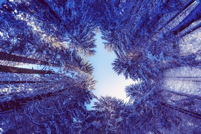 Low angle view of snow covered trees in forest