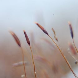 Close-up of plant against blurred background