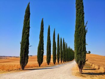 Panoramic view of trees on field against clear blue sky