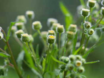 Close-up of flowering plant