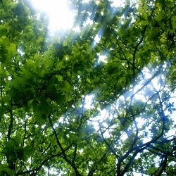 Low angle view of trees against sky