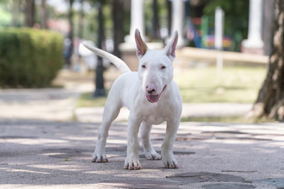 Portrait of dog standing in city