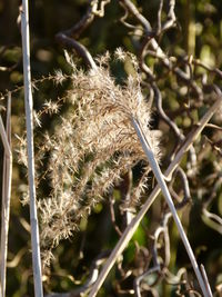 Close-up of plant