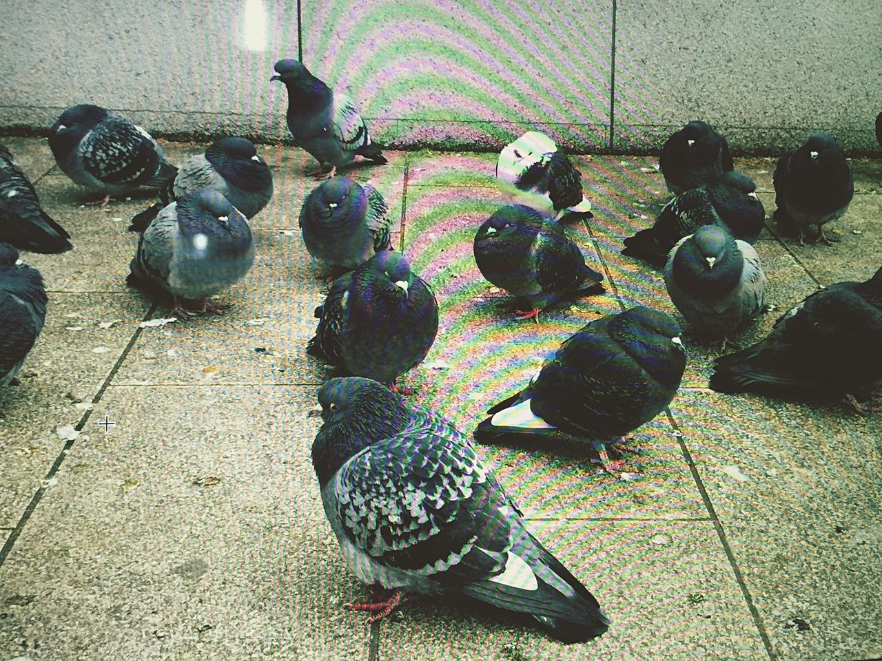 animal themes, high angle view, animals in the wild, bird, wildlife, indoors, pigeon, one animal, no people, day, street, close-up, animal representation, flooring, two animals, metal, medium group of animals, variation