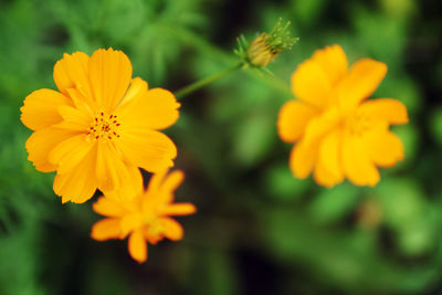 Close-up of yellow cosmos flowers blooming outdoors