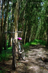 Trees in forest