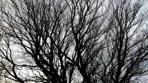 Low angle view of bare tree against sky