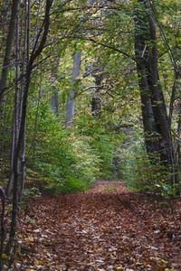 Trees in forest