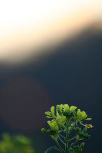 Close-up of plant against sky