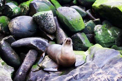 Rocks in sea