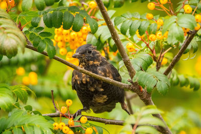 Bird perching on a tree