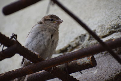 Close-up of bird perching on metal railing
