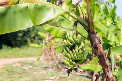 Close-up of banana tree