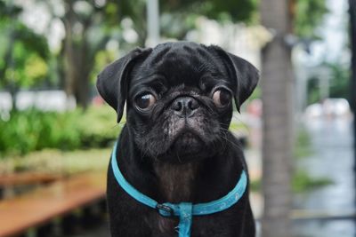 Portrait of black dog
