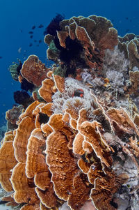 Close-up of coral in sea