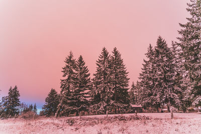 Pine trees in forest during winter