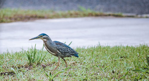 High angle view of gray heron on field