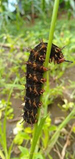 Close-up of insect on plant