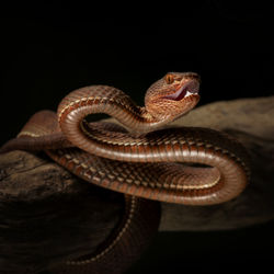 Close-up of snake