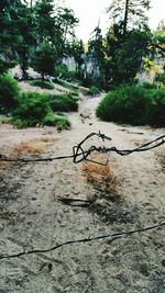 Trees along plants