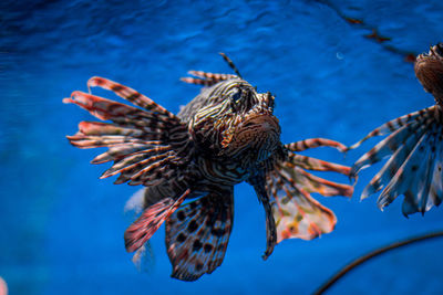 Close-up of fish swimming in sea